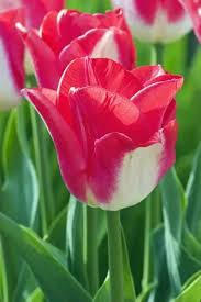 Tulipán Triumph 'Lipgloss' - Tulipa Triumph 'Lipgloss'