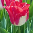 Tulipán Triumph 'Lipgloss' - Tulipa Triumph 'Lipgloss'