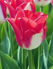 Tulipán Triumph 'Lipgloss' - Tulipa Triumph 'Lipgloss'