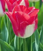 Tulipán Triumph 'Lipgloss'