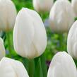 Tulipán raný 'White Prince' - Tulipa Single Early 'White Prince'