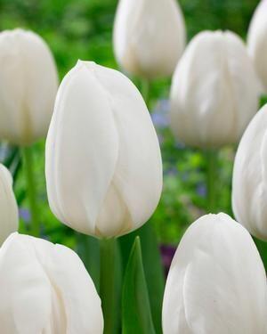 Tulipán jednoduchý raný 'White Prince' - Tulipa Single Early 'White Prince'