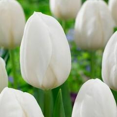 Tulipán raný 'White Prince' - Tulipa Single Early 'White Prince'