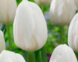 Tulipán jednoduchý raný 'White Prince'