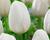Tulipán jednoduchý raný 'White Prince'
