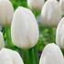tulipan-ranny-white-prince.jpg
