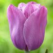 Tulipán pozdní 'Violet Beauty'® - Tulipa Single Late 'Violet Beauty'®