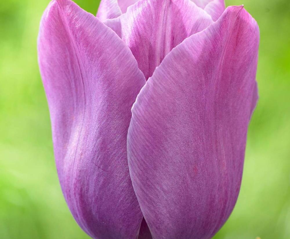 Tulipán jednoduchý pozdní 'Violet Beauty'® - Tulipa Single Late 'Violet Beauty'®