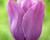 Tulipán jednoduchý pozdní 'Violet Beauty'®