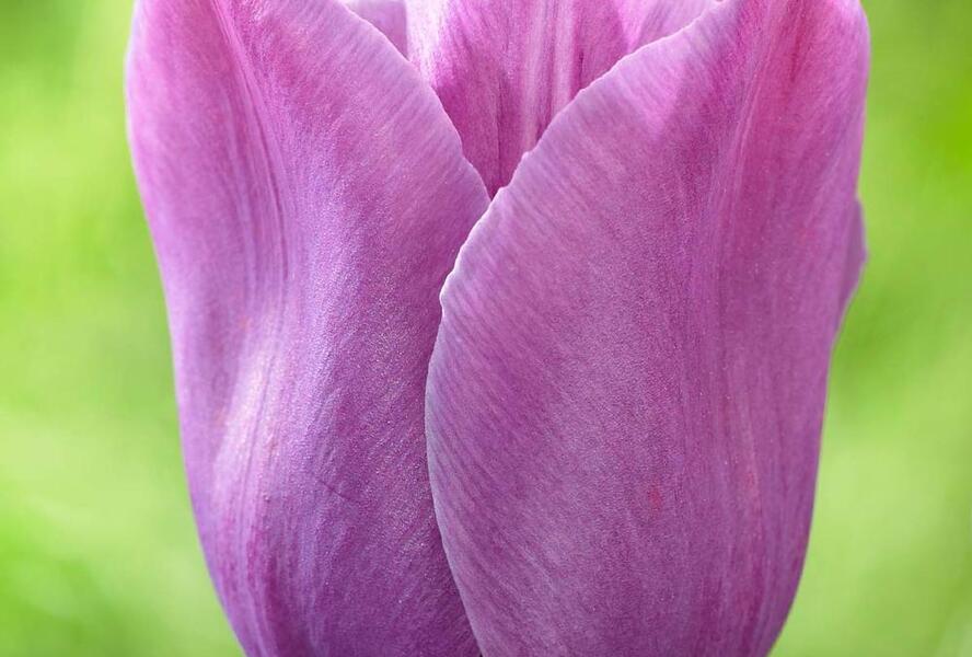 Tulipán jednoduchý pozdní 'Violet Beauty'® - Tulipa Single Late 'Violet Beauty'®
