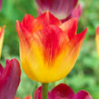 Tulipán Triumph 'Suncatcher'® - Tulipa Triumph 'Suncatcher'®
