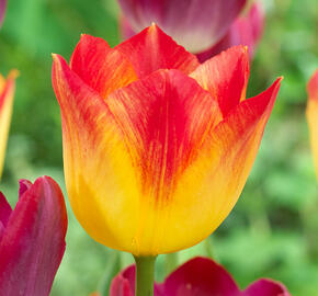 Tulipán Triumph 'Suncatcher'® - Tulipa Triumph 'Suncatcher'®