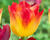 Tulipán Triumph 'Suncatcher'®