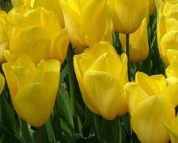 Tulipán Triumph 'Strong Gold'