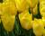 Tulipán Triumph 'Strong Gold'