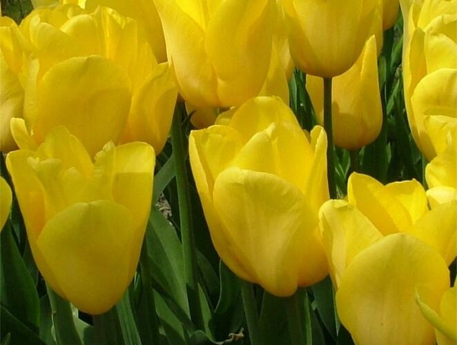 Tulipán Triumph 'Strong Gold' - Tulipa Triumph 'Strong Gold'