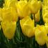 tulipan-triumph-strong-gold.jpg
