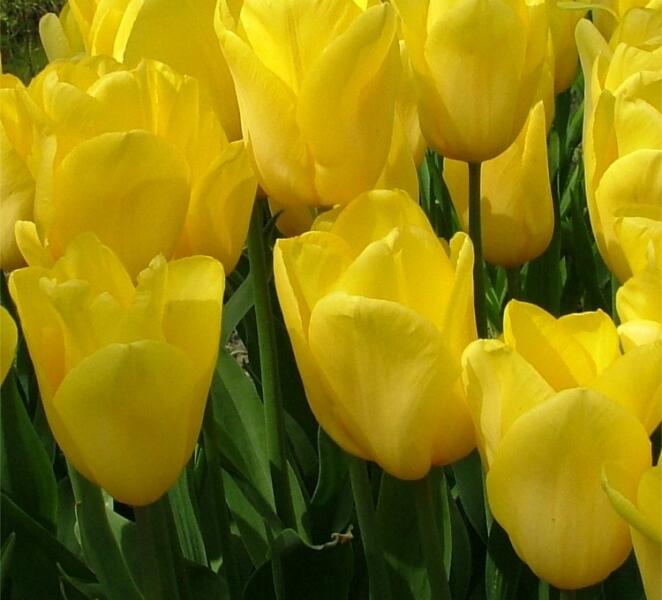Tulipán Triumph 'Strong Gold' - Tulipa Triumph 'Strong Gold'