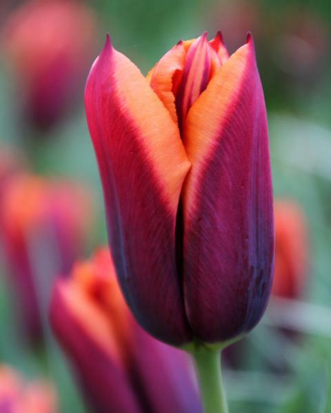 Tulipán Triumph 'Slawa' - Tulipa Triumph 'Slawa'
