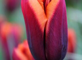 Tulipán Triumph 'Slawa' - Tulipa Triumph 'Slawa'
