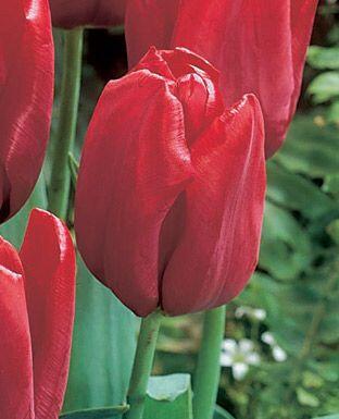 Tulipán Triumph 'Seadov' - Tulipa Triumph 'Seadov'
