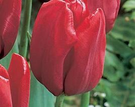 Tulipán Triumph 'Seadov'