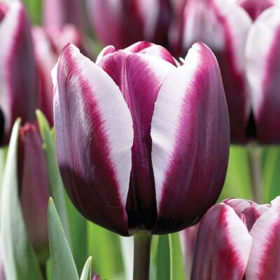 Tulipán Triumph 'Fontainebleau' - Tulipa Triumph 'Fontainebleau'