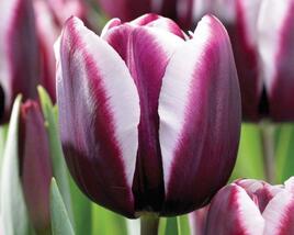 Tulipán Triumph 'Fontainebleau'