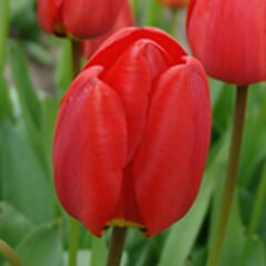 Tulipán Triumph 'Ferrari' - Tulipa Triumph 'Ferrari'