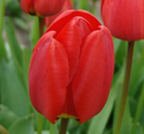 Tulipán Triumph 'Ferrari' - Tulipa Triumph 'Ferrari'