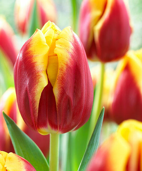 Dow jones тюльпан фото и описание Dow jones тюльпан фото и описание