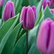 Tulipán Triumph 'Deep Purple Rock' - Tulipa Triumph 'Deep Purple Rock'