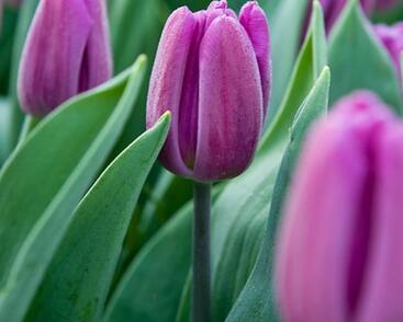 Tulipán Triumph 'Deep Purple Rock'
