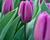 Tulipán Triumph 'Deep Purple Rock'