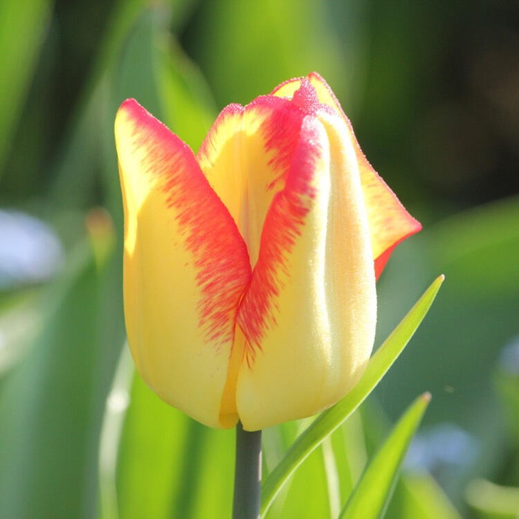 Tulipán jednoduchý raný 'Cape Town' - Tulipa Single Early 'Cape Town'