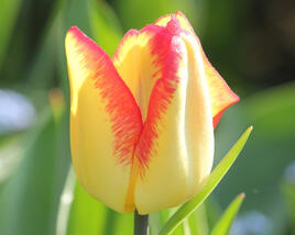 Tulipán jednoduchý raný 'Cape Town'