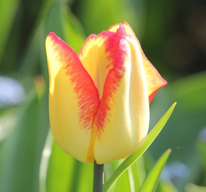 Tulipán raný 'Cape Town' - Tulipa Single Early 'Cape Town'