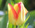 Tulipán jednoduchý raný 'Cape Town'