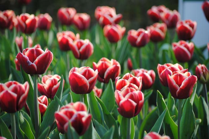 Tulipán Triumph 'Armani' - Tulipa Triumph 'Armani'