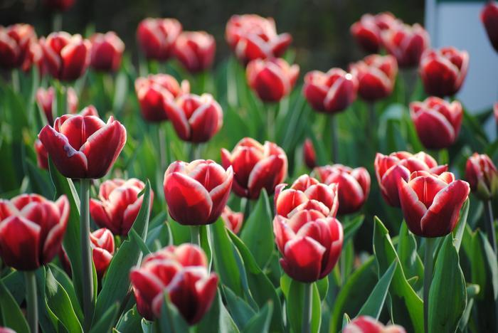 Tulipán Triumph 'Armani' - Tulipa Triumph 'Armani'