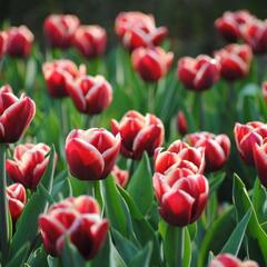 Tulipán Triumph 'Armani' - Tulipa Triumph 'Armani'