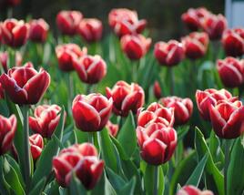 Tulipán Triumph 'Armani'