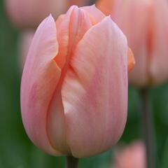 Tulipán raný 'Apricot Beauty' - Tulipa Single Early 'Apricot Beauty'