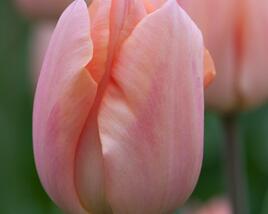 Tulipán jednoduchý raný 'Apricot Beauty'