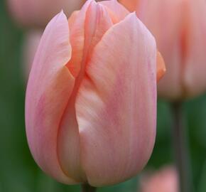 Tulipán raný 'Apricot Beauty' - Tulipa Single Early 'Apricot Beauty'