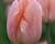 Tulipán jednoduchý raný 'Apricot Beauty'
