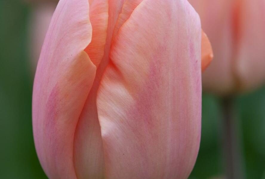 Tulipán jednoduchý raný 'Apricot Beauty' - Tulipa Single Early 'Apricot Beauty'