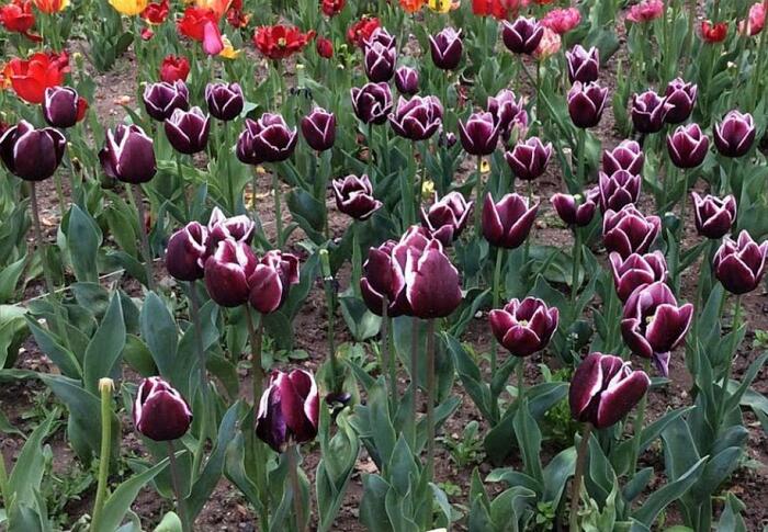 Tulipán Triumph 'Alexander Pushkin' - Tulipa Triumph 'Alexander Pushkin'