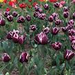 Tulipán Triumph 'Alexander Pushkin' - Tulipa Triumph 'Alexander Pushkin'