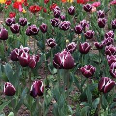 Tulipán Triumph 'Alexander Pushkin' - Tulipa Triumph 'Alexander Pushkin'